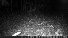 Didelphis aurita