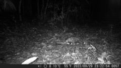 Didelphis aurita