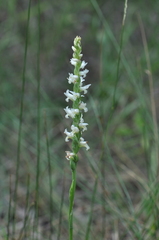 Spiranthes diluvialis