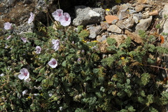 Erodium saxatile