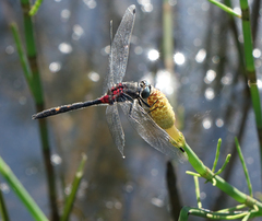 Leucorrhinia orientalis