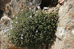 Erodium saxatile