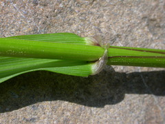 Agrostis stolonifera