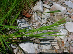 Agrostis stolonifera