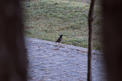 Acridotheres tristis