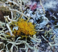 Teloschistes flavicans