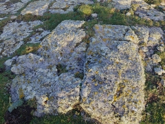 Teloschistes flavicans