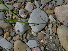 Agrostis stolonifera