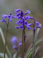 Hyacinthoides hispanica
