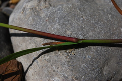 Agrostis stolonifera