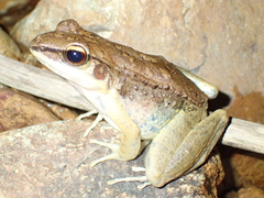 Sylvirana mortenseni