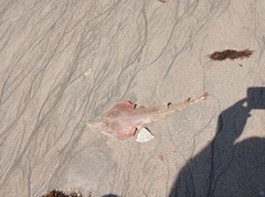 Pseudobatos percellens