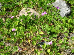 Ipomoea pes-caprae brasiliensis