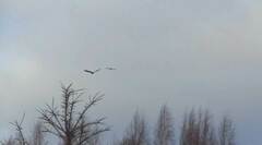 Haliaeetus albicilla