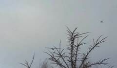 Haliaeetus albicilla