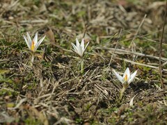 Crocus reticulatus
