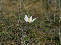 Crocus reticulatus
