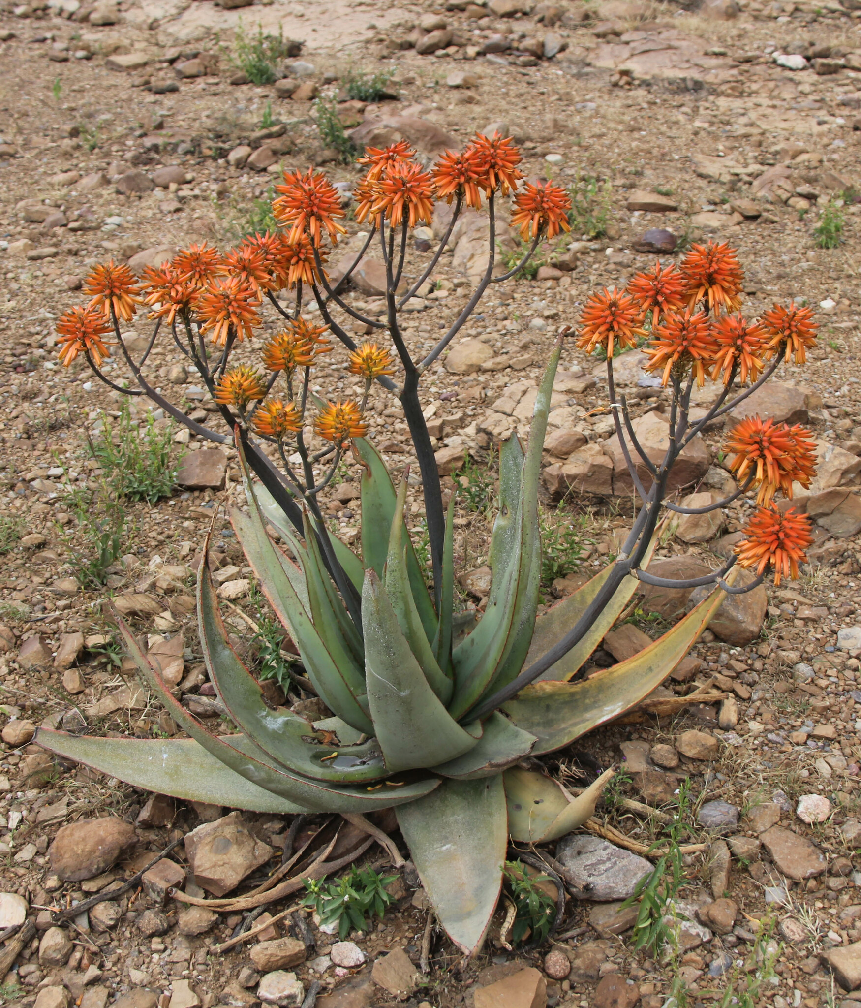 Aloe elegans