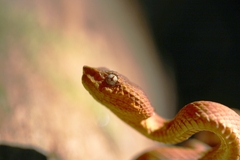 Craspedocephalus malabaricus