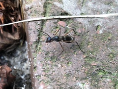 Taeniaptera trivittata