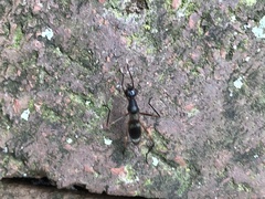 Taeniaptera trivittata