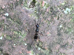 Taeniaptera trivittata