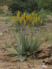 Asphodeloideae
