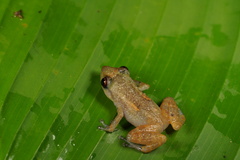 Diasporus diastema