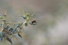 Cryptocheilus versicolor