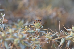 Cryptocheilus versicolor