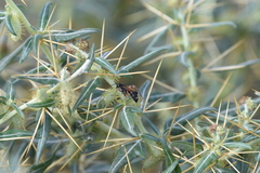 Cryptocheilus versicolor