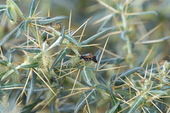 Cryptocheilus versicolor