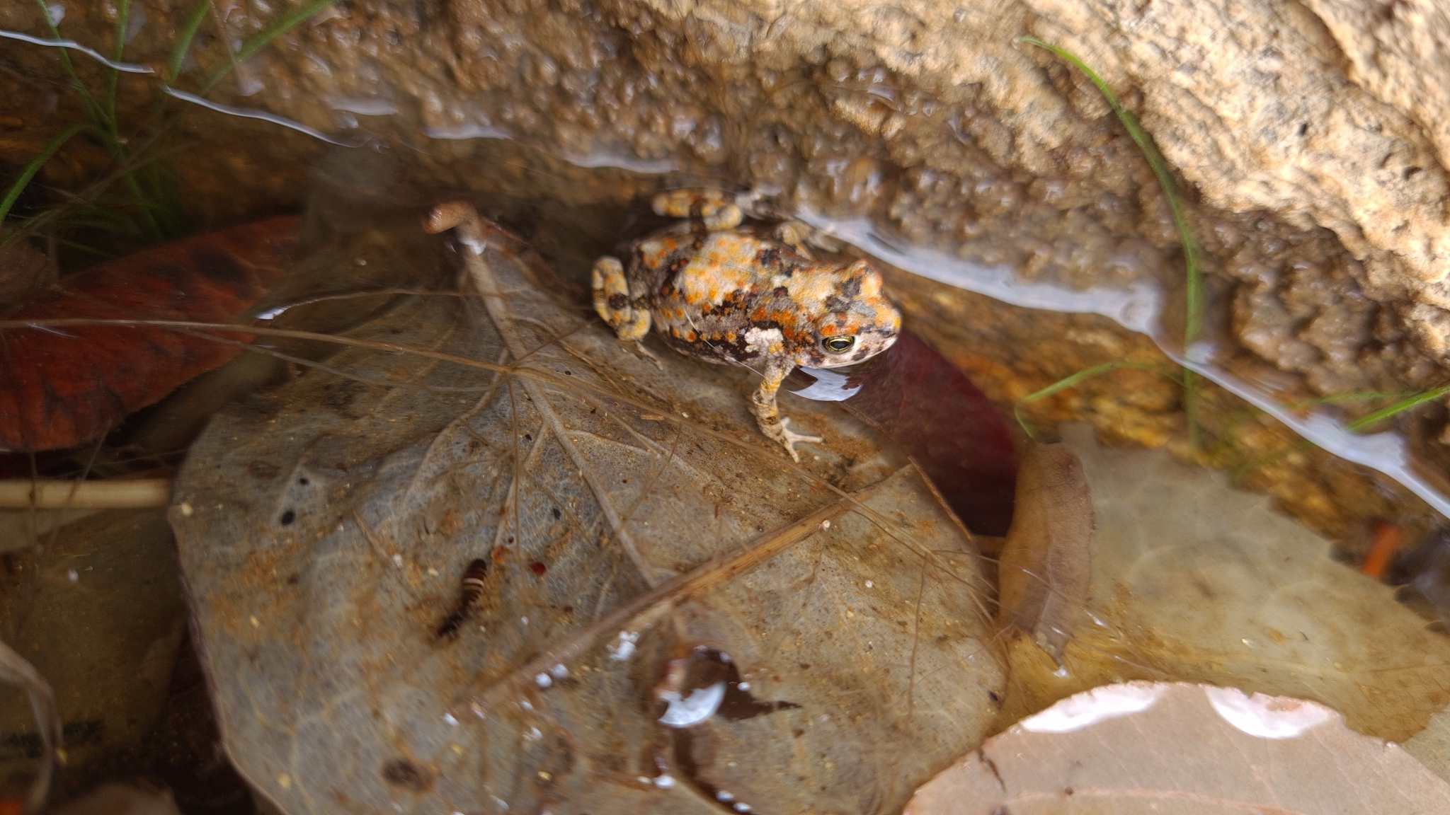 Hoesch's Pygmy Toad, Poyntonophrynus hoeschi