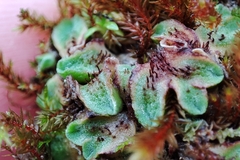 Riccia