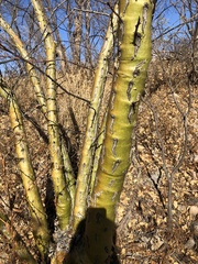 Fouquieria macdougalii