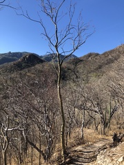 Fouquieria macdougalii