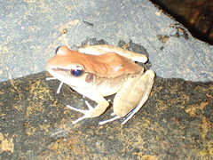 Sylvirana mortenseni