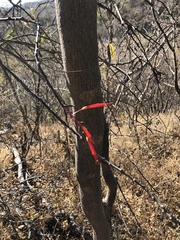 Fouquieria macdougalii