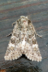 Polymixis lichenea