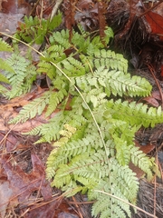 Dennstaedtia punctilobula