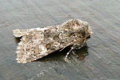 Polymixis lichenea