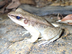 Sylvirana mortenseni