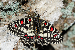Zerynthia rumina