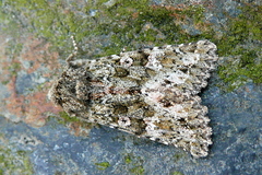 Polymixis lichenea