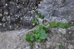 Sullivantia hapemanii