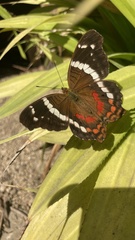 Anartia fatima colima