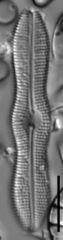 Boreozonacola