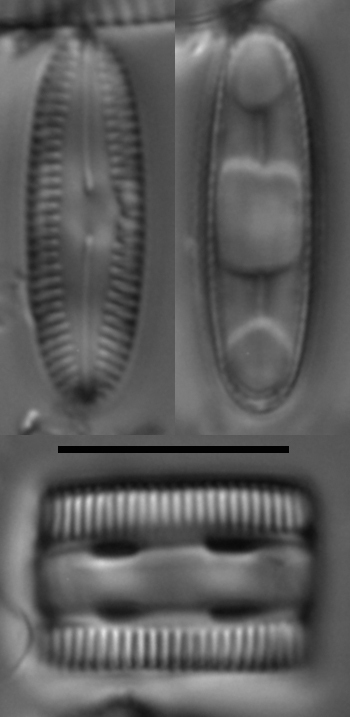 Diatomella