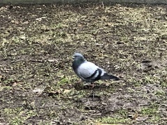 Columba livia domestica