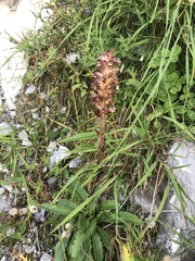 Orobanche reticulata